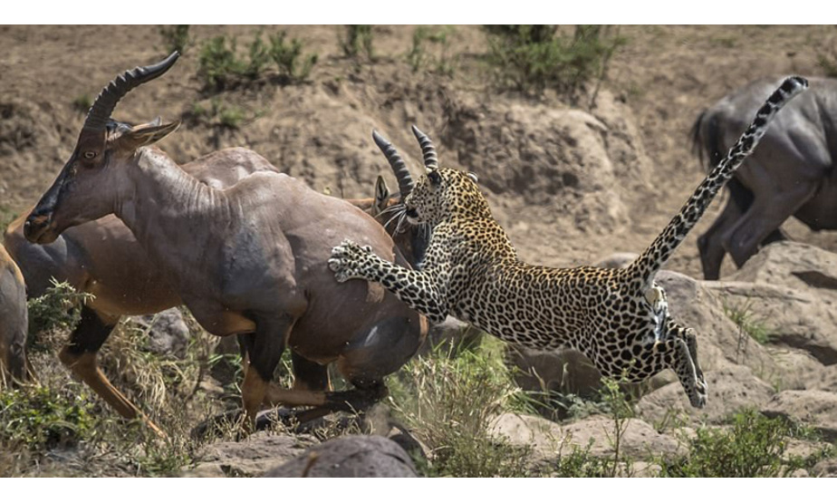 环球网综合报道 据英国《每日邮报》报道，近日，英国摄影师保罗•哥德斯坦(Paul Goldstein)分享了一组他在肯尼亚马赛马拉保护区拍摄的精彩照片，记录了一只年轻的花豹勇敢向猎物发起攻击却以失败告终的瞬间。