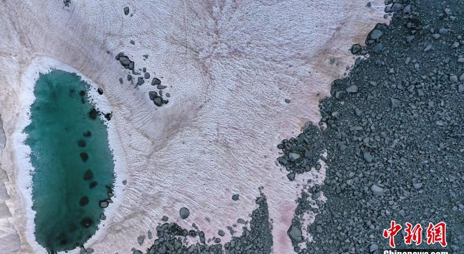 当地时间7月4日，意大利佩里扎诺，研究员在Presena冰川顶部采集了粉红色雪的样本。粉红色可能是来自格陵兰岛的Ancylonela nordenskioeldii藻类群落的缘故。
