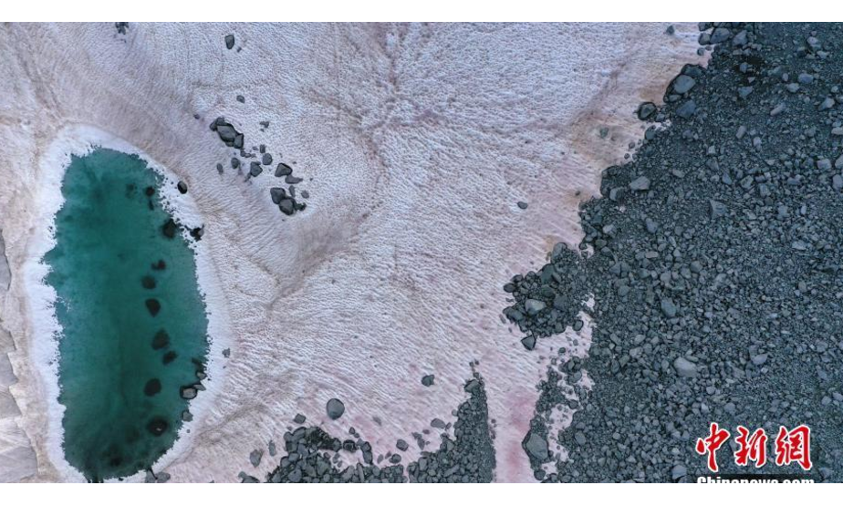 当地时间7月4日，意大利佩里扎诺，研究员在Presena冰川顶部采集了粉红色雪的样本。粉红色可能是来自格陵兰岛的Ancylonela nordenskioeldii藻类群落的缘故。
