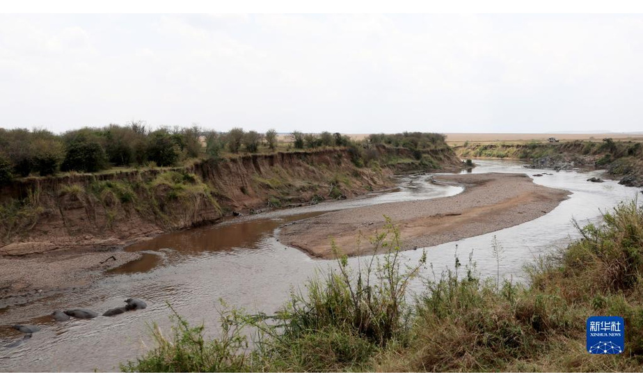 这是8月31日在肯尼亚马赛马拉保护区拍摄的河床裸露的马拉河。

　　在气候变化引发的反复干旱中，肯尼亚降水延迟、降雨量减少成为常态，著名的马赛马拉国家保护区受到严重影响。每年7月至9月是坦桑尼亚的旱季。为了追逐水源和青草，以角马和斑马为主的数以百万计的动物从坦桑尼亚塞伦盖蒂向肯尼亚马赛马拉迁徙。今年受到干旱的影响，马拉河水位降至历史低点，迁徙到这里的野生动物明显减少。

　　新华社记者 董江辉 摄