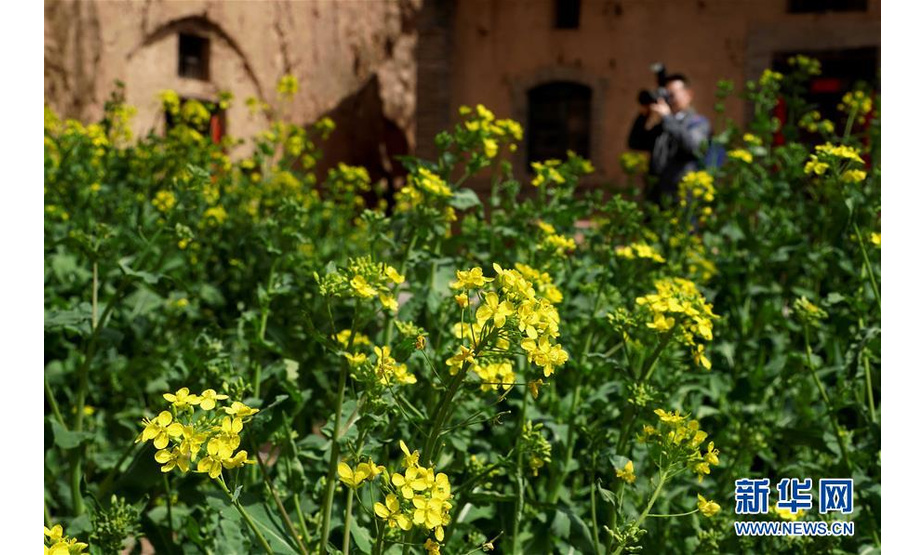 在洛宁县罗岭乡花树凹村“爱和小镇”内，一名游客在拍摄油菜花（3月25日摄）。 新华社记者李安摄