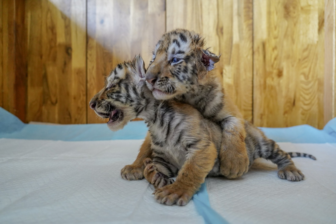 这是5月22日在黑龙江东北虎林园的虎舍中拍摄的东北虎幼崽。  　　目前，黑龙江东北虎林园中的东北虎进入繁殖高峰期，今年已“添丁”10余只。黑龙江东北虎林园位于哈尔滨市，是世界最大的东北虎人工饲养繁育基地——中国横道河子猫科动物饲养繁育中心的重要饲繁基地。  　　新华社记者 王大禹 摄