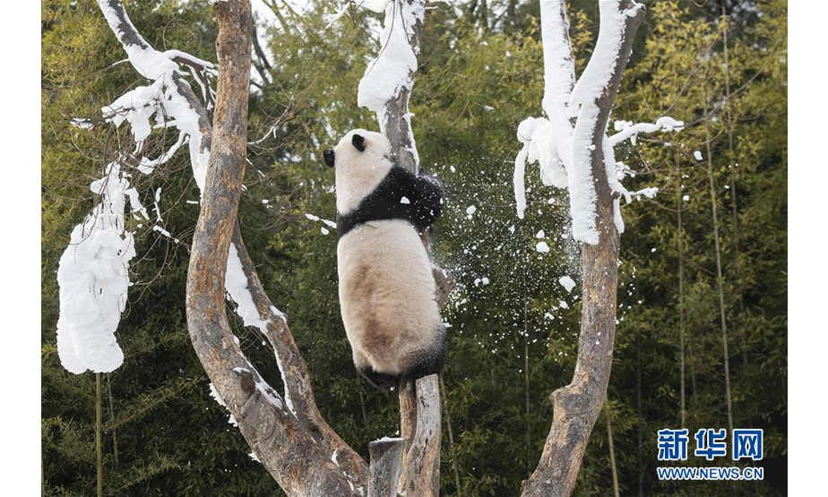 1月15日，在韩国京畿道龙仁市的爱宝乐园“熊猫世界”，大熊猫“爱宝”在树上玩耍。

　　当日，“熊猫世界”开业1000天。这里饲养着来自中国的旅韩大熊猫“爱宝”和“乐宝”。

　　新华社发（爱宝乐园供图）