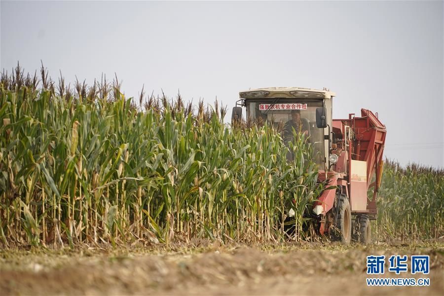 　10月10日，雄安新区安新县大阳村的农民在收获玉米。 目前，正值河北雄安新区玉米成熟的时节，农民们抢抓农时，收获秋粮。 新华社记者 邢广利 摄