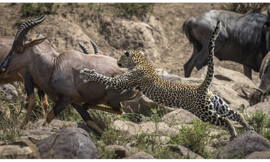 近日，英国摄影师保罗•哥德斯坦(Paul Goldstein)分享了一组他在肯尼亚马赛马拉保护区拍摄的精彩照片，记录了一只年轻的花豹勇敢向猎物发起攻击却以失败告终的瞬间。