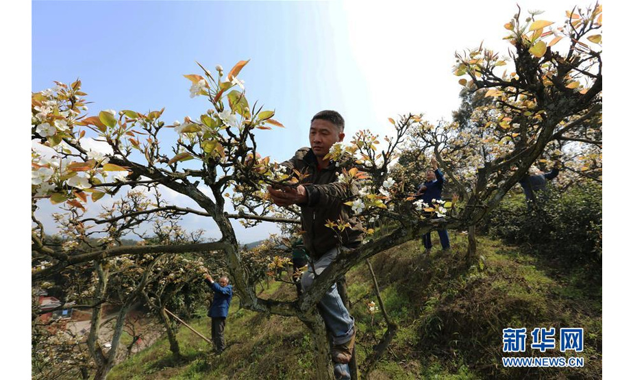 3月17日，贵州赤水市文华街道建设村的农民在为梨花授粉。 新华社发（王长育 摄）