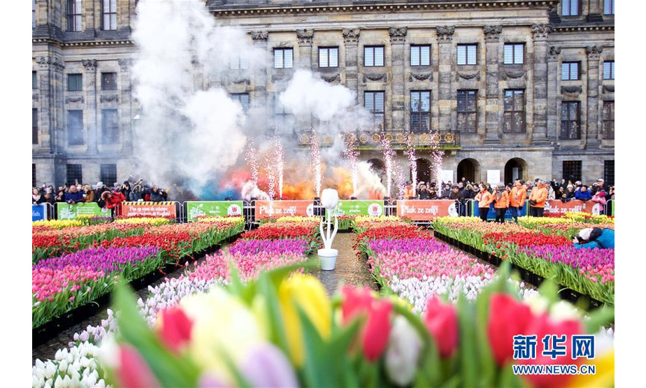 1月18日，在荷兰阿姆斯特丹，人们在水坝广场庆祝国家郁金香日。 当日，荷兰迎来一年一度的国家郁金香日。 新华社发（西尔维娅·莱德雷尔摄）