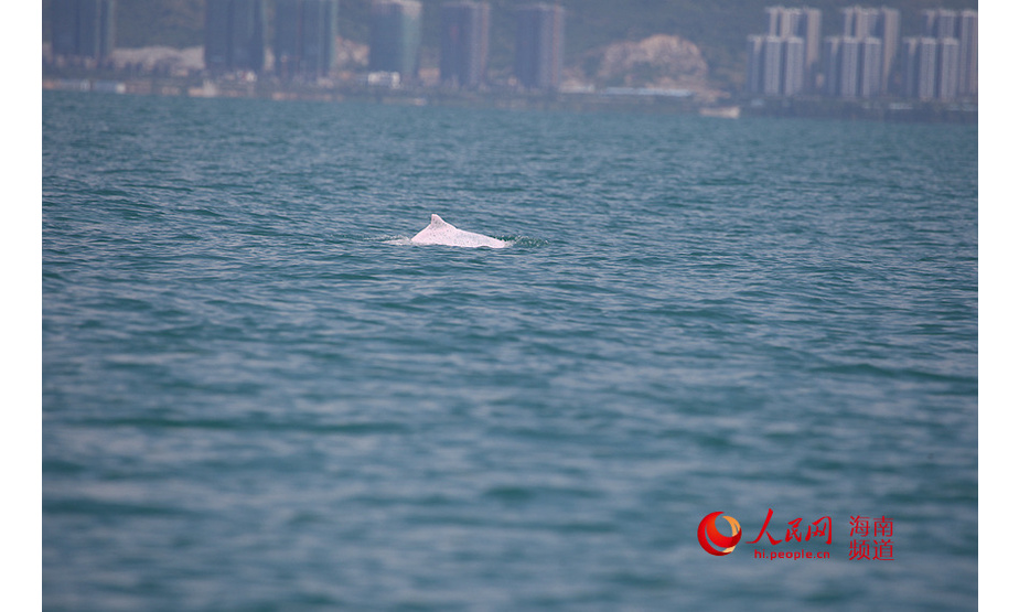 中华白海豚结伴畅游在海南岛西南近海海域。 中科院深海所供图