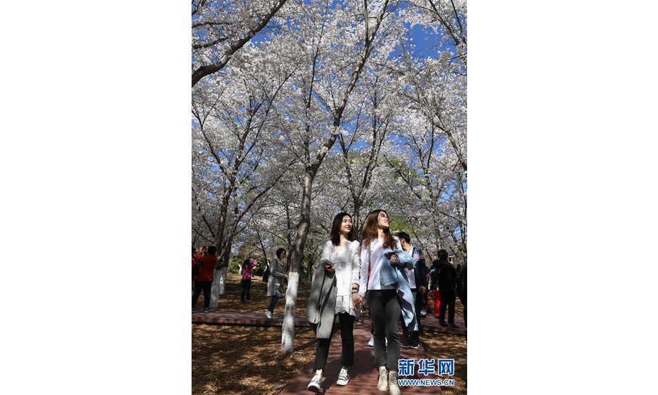 3月25日，游客在玉渊潭公园樱花园观赏樱花。 随着气温逐渐回升，北京玉渊潭公园上千株早樱相继绽放，进入最佳观赏期。 新华社记者李俊东摄