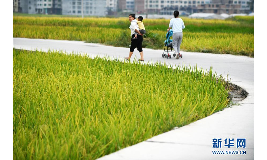 9月3日，人们在贵州省天柱县高酿镇大坝的稻田旁散步。新华社记者 杨文斌 摄