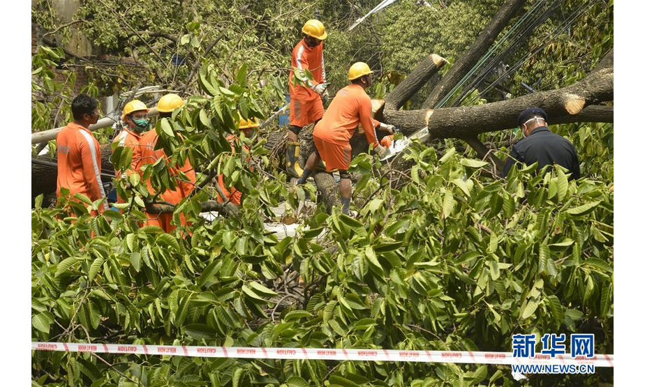 5月24日，在印度加尔各答，应灾部门人员清理一处倒下的树木。 特强气旋风暴“安攀”本周早些时候重创印度西孟加拉邦，政府正在组织灾区清理，以恢复正常生活。 新华社发