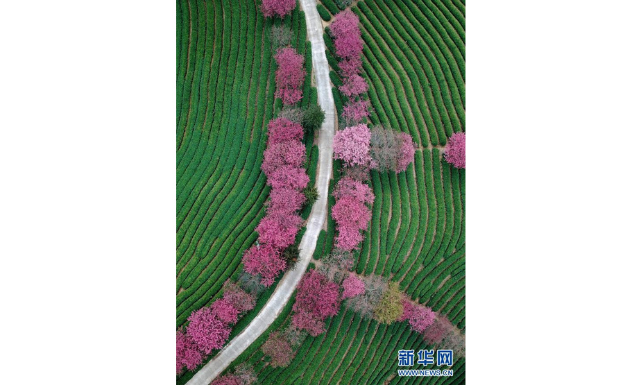 这是2月8日拍摄的台品樱花茶园美景（无人机照片）。
