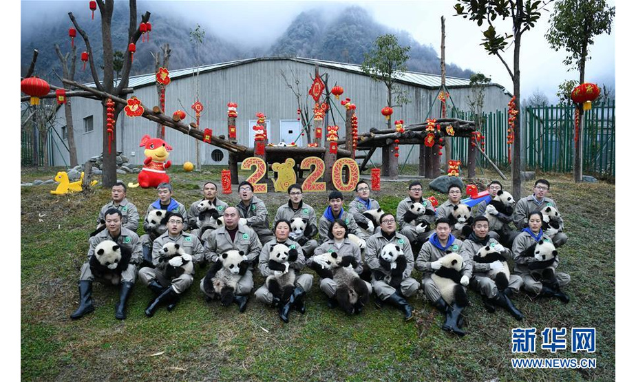 　1月17日，在中国大熊猫保护研究中心卧龙神树坪基地，工作人员和大熊猫宝宝合影。 当日，中国大熊猫保护研究中心2019级新生大熊猫宝宝集体亮相，为新春佳节送上“萌萌的祝福”。 新华社发 （唐文豪 摄）