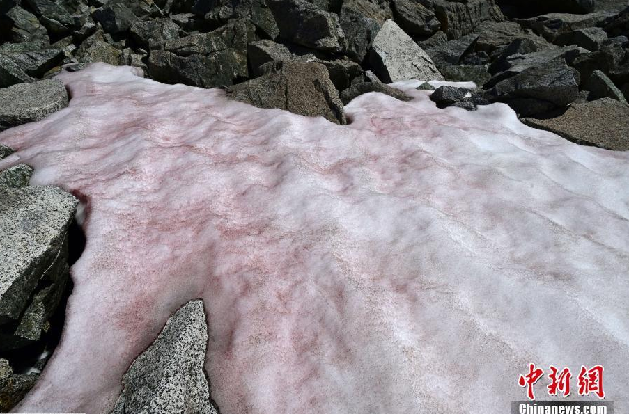 当地时间7月4日，意大利佩里扎诺，研究员在Presena冰川顶部采集了粉红色雪的样本。粉红色可能是来自格陵兰岛的Ancylonela nordenskioeldii藻类群落的缘故。

