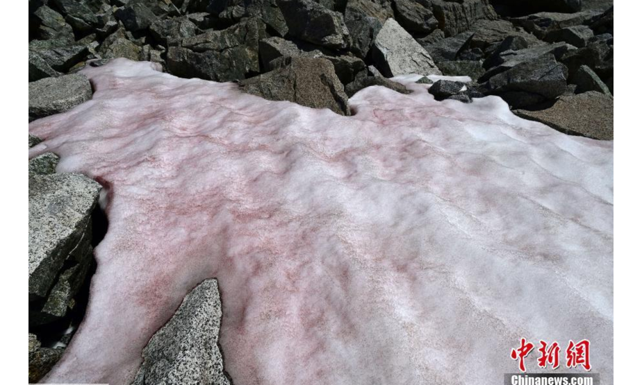当地时间7月4日，意大利佩里扎诺，研究员在Presena冰川顶部采集了粉红色雪的样本。粉红色可能是来自格陵兰岛的Ancylonela nordenskioeldii藻类群落的缘故。
