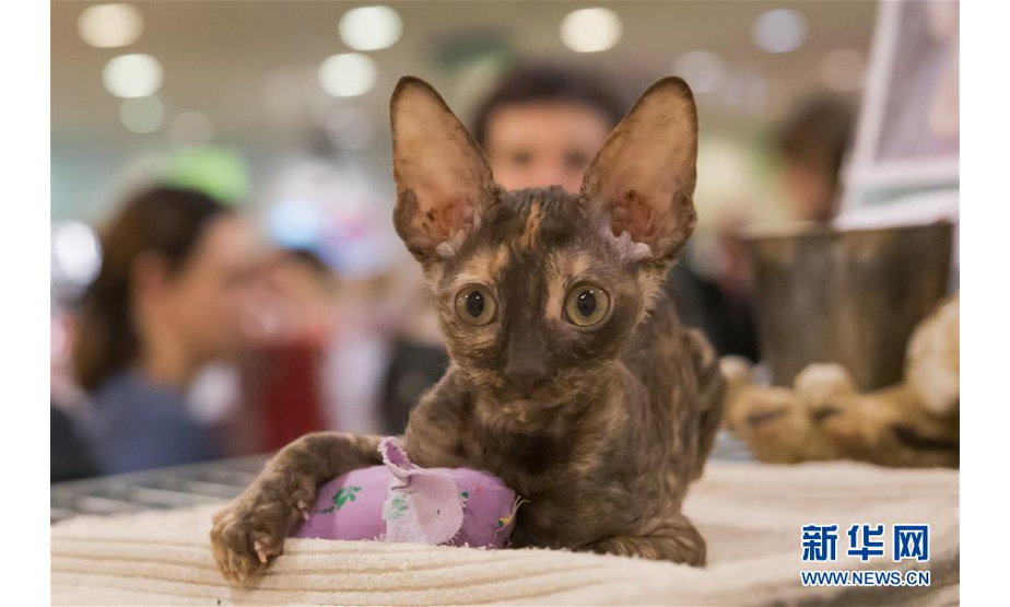 这是3月16日在匈牙利布达佩斯举行的国际宠物猫展上拍摄的参展猫。 新华社发（弗尔季·奥蒂洛摄）
