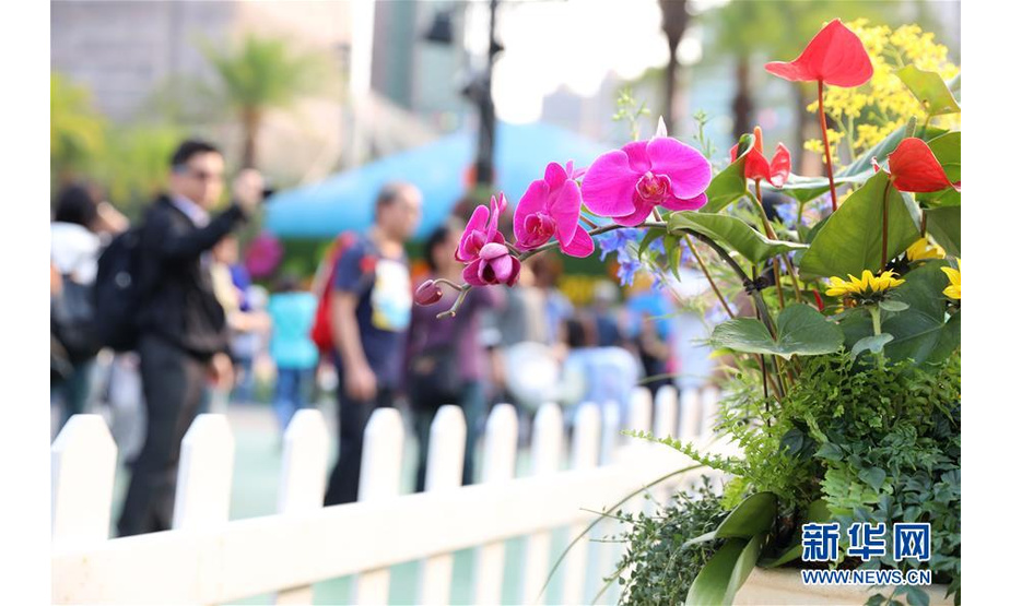 3月19日，游客在香港花卉展览上赏花拍照。 近日，正在香港维多利亚公园举办的香港花卉展览吸引众多市民、游客前来游玩。 新华社记者 吴晓初 摄
