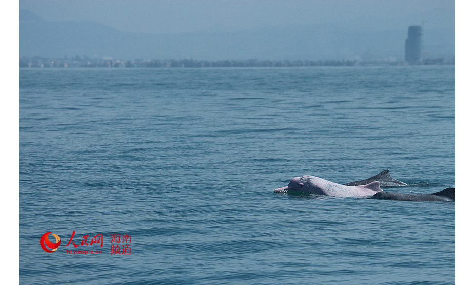 不同年龄段的中华白海豚结伴畅游在海南岛西南近海海域。 中科院深海所供图
