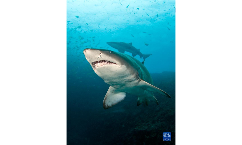 这是澳大利亚海洋生物多样性中心9月21日提供的鲨鱼照片。新华社发（澳大利亚海洋生物多样性中心供图/大卫·哈拉斯蒂摄）