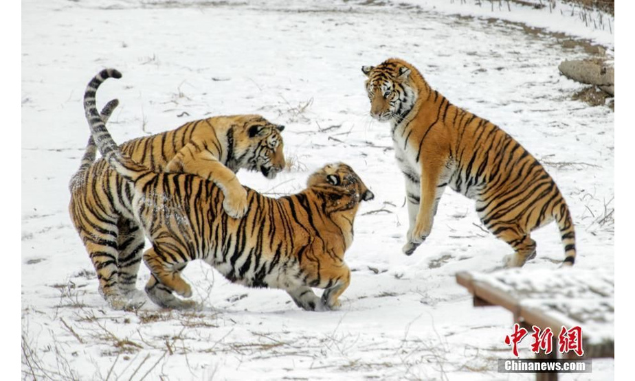 11月13日，哈尔滨迎来立冬后的第一场降雪。在东北虎林园中，东北虎在雪地上撒欢嬉闹，上演一幅“百兽之王戏雪图”。中新社记者 吕品 摄