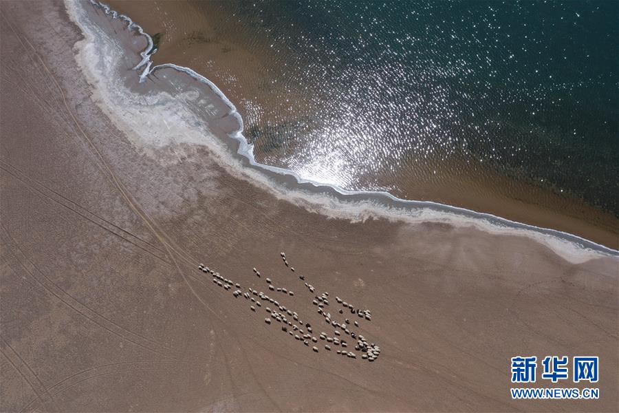 5月31日，羊群在巴丹吉林沙漠音德日图湖湖畔休憩（无人机照片）。

　　内蒙古自治区巴丹吉林沙漠腹地分布着形状各异的湖泊。湖泊点缀黄沙之中，成为别致的风景。

　　新华社记者 徐钦 摄
