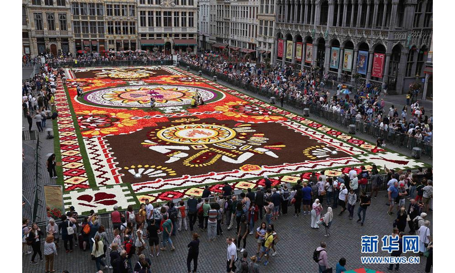 8月16日，由50多万朵秋海棠铺就的鲜花地毯亮相比利时布鲁塞尔大广场。 新华社记者王晓郡摄