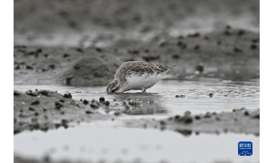 1月23日，一只勺嘴鹬在海南儋州一处湿地觅食。

　　勺嘴鹬被世界自然保护联盟列为极度濒危鸟类，也是国家一级重点保护野生动物。

　　新华社记者 蒲晓旭 摄