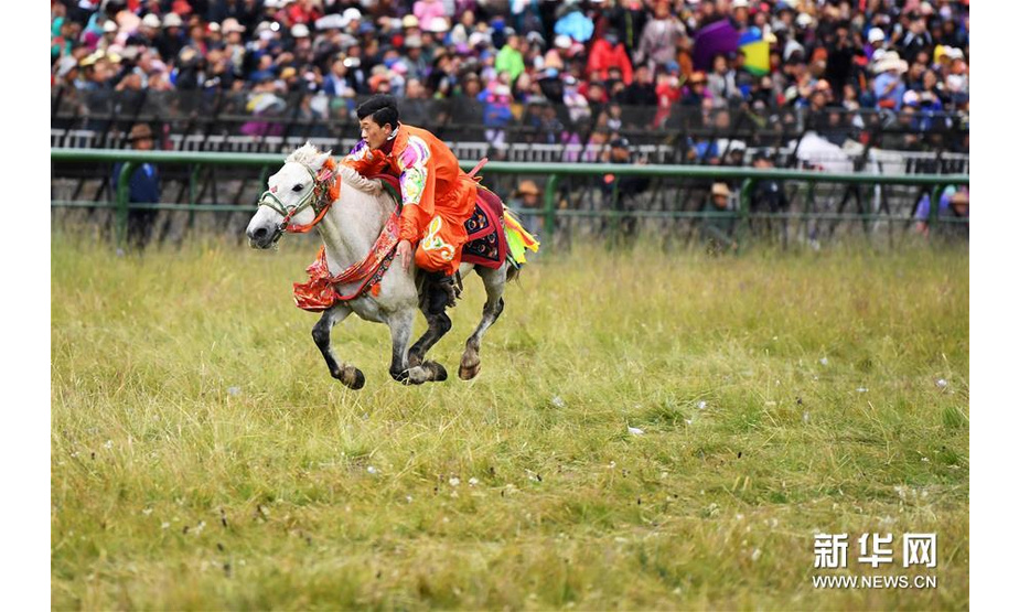 8月13日，骑手在赛马节开幕式上表演。 当日，第十二届格萨尔赛马节在甘肃省甘南藏族自治州玛曲县拉开帷幕。本届赛马节为期6天，共有来自西藏、青海、内蒙古、四川、甘肃等省区的52支队伍900多匹赛马参加速度赛和耐力赛等项目的比赛，期间还将举办草原音乐节、马术表演、民间弹唱等活动。 新华社记者 马晶 摄