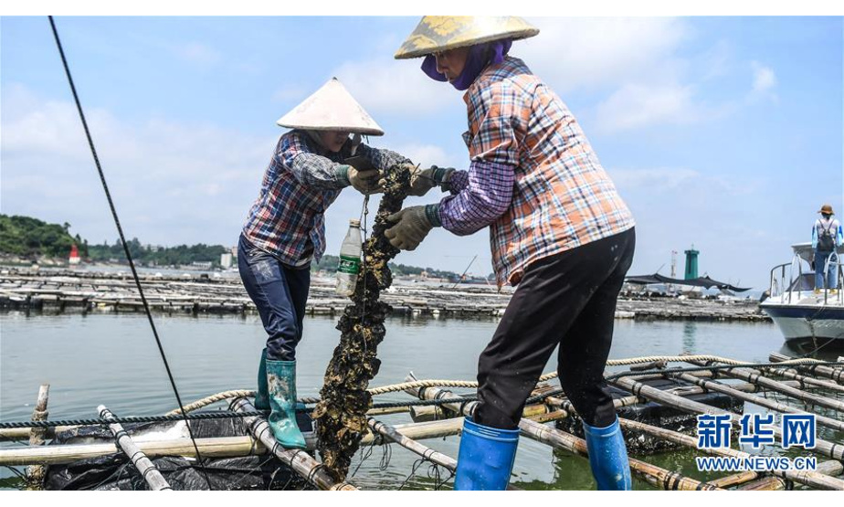 村民在蚝排上提取蚝柱收获大蚝（7月20日摄）。 新华社记者 张爱林 摄
