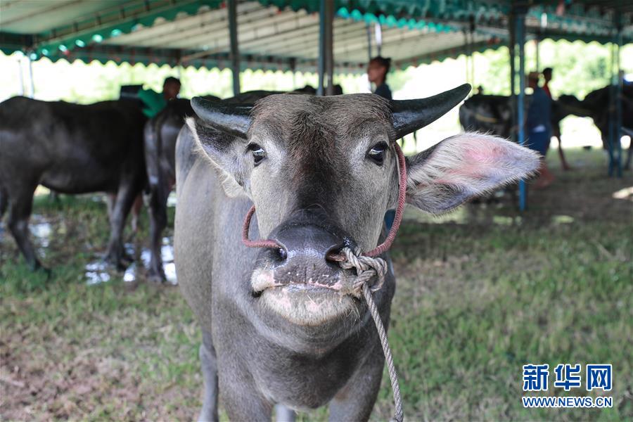 这是7月13日在泰国春武里府赛牛节上拍摄的等待参赛的水牛。新华社记者 张可任 摄
