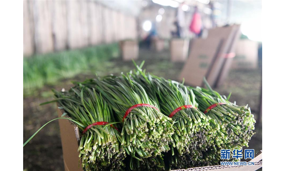 这是在宁安市新农韭菜专业合作社韭菜种植基地收割的韭菜（3月6日摄）。 新华社记者王建威摄