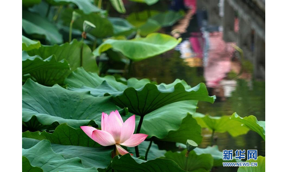 6月30日，市民在河南郑州紫荆山公园内观赏荷花。新华社记者 李安 摄