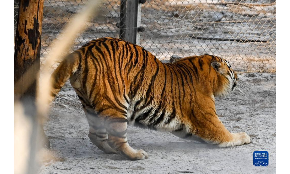1月13日，在吉林省东北虎园内，一只东北虎在伸懒腰。

　　冬季里，在位于吉林长春的东北虎园内，东北虎享受惬意生活。

　　新华社记者 颜麟蕴 摄