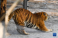1月13日，在吉林省东北虎园内，一只东北虎在伸懒腰。<br/><br/>　　冬季里，在位于吉林长春的东北虎园内，东北虎享受惬意生活。<br/><br/>　　新华社记者 颜麟蕴 摄