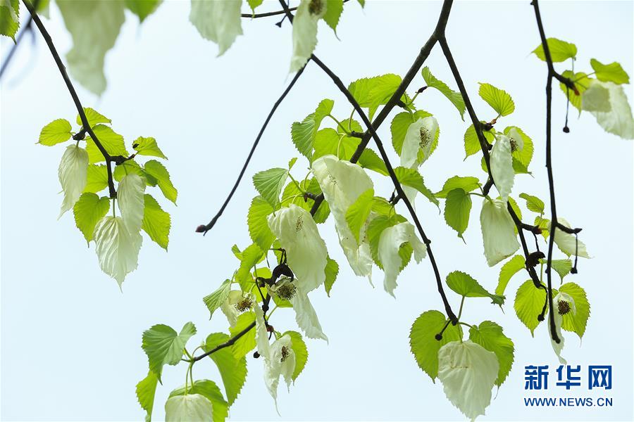 4月16日在贵州省铜仁市梵净山麓拍摄的珙桐。 谷雨将至，雨水充沛，田间树林处处绿意盎然，生机勃勃。 新华社发（伍卫东 摄）