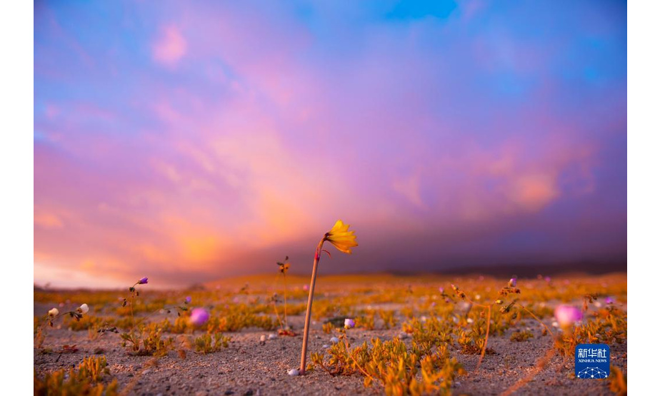 这是10月13日在智利北部阿塔卡马沙漠拍摄的日落景象。

　　在冬季降水量较多的年份，开春之后，阿塔卡马沙漠最南部靠近海岸的地方会有很多沙漠植物发芽、开花。由于今年6月至8月阿塔卡马沙漠南缘经历了几场降水，春季到来时，这里便绽放出大片的花毯。“开花的沙漠”这一现象作为智利北部春季偶有出现的美景，吸引了各地的旅游者，也为当地科学家研究耐旱植物特性、利用基因技术发展耐旱作物提供了“天然实验室”。

　　新华社发（维克多·奥维勒斯摄）
