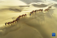 11月29日，一支驼队在库布其沙漠行进（无人机照片）。<br/><br/>　　冬日，位于内蒙古自治区鄂尔多斯市的库布其沙漠壮美而静谧，驼队行走其中，构成一幅沙海画卷。<br/><br/>　　新华社发（王正 摄）