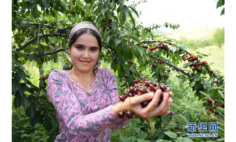6月12日，在塔吉克斯坦首都杜尚别以西的吉萨尔，吉萨尔樱桃园的员工展示樱桃。 新华社记者沙达提摄