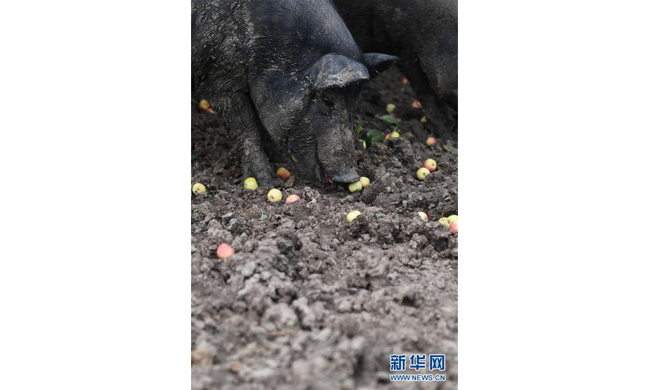 这是8月20日拍摄的果园内散养的水果香猪。新华社记者 王昊飞 摄
