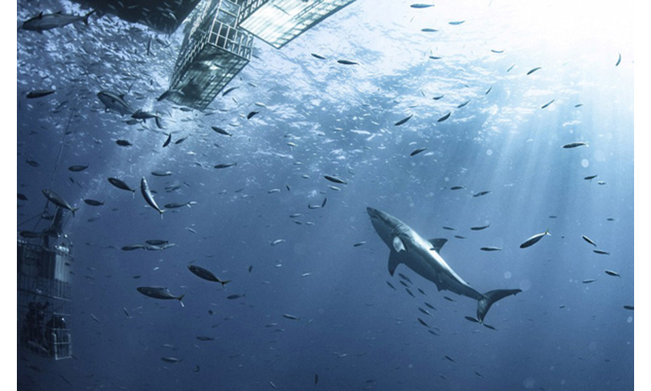 美国水下安全专家约翰•马赫(John Maher)在带领研究团队进行鲨鱼识别项目的研究时，拍摄下了这组动人心弦的照片。照片的主角是一头长达20英尺(约6米)的大白鲨，在它的衬托下，防护笼中的研究员显得娇小玲珑。这条体型巨大、体重超过2吨的鲨鱼，还被拍摄到围着防护笼一圈一圈地慢游。另外，照片中还可以看到一群数量繁多并在海底闪闪发光的鲭鱼。