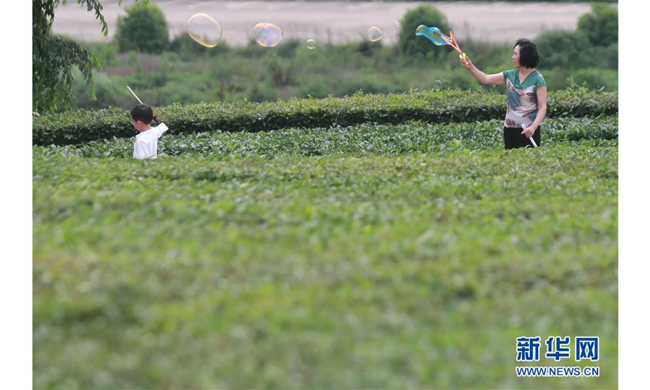 5月19日，游客在羊艾茶园内游玩。 初夏时节，位于贵州省贵安新区的羊艾茶园风景如画。 新华社记者 欧东衢 摄
