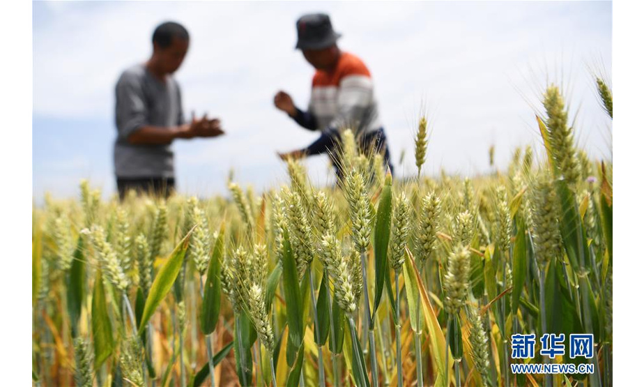5月20日，在安徽省亳州市谯城区十河镇西关村的麦田里，村民在查看小麦的生长情况。 小满节气将至，农谚有“小满小满，麦粒渐满”之说。 新华社发（张延林 摄）