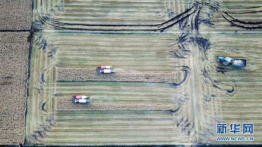 10月15日，收割机在黑龙江省红卫农场的田间收获水稻（无人机照片）。 时下正值“北大仓”黑龙江省的秋收季，在垦区的各水稻种植区，收割机械在田间忙碌收获。 新华社记者 王建威 摄