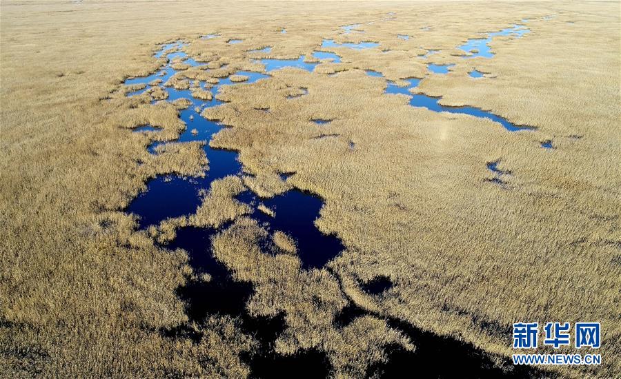这是天津南部的北大港湿地（2017年11月15日无人机拍摄）。
 
　　近日，天津市发布了《天津市生态保护红线》，陆海统筹划定生态保护红线总面积1393.79平方公里（扣除重叠），占全市陆海总面积的9.91%。 新华社记者 岳月伟 摄
 