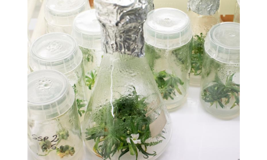 当地时间6月30日，奥地利维也纳自然资源与生命科学大学实验室玻璃器皿中的古老植物。
