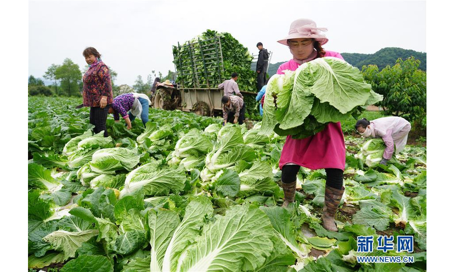 农民在太白县咀头镇塘口村采收蔬菜（7月11日摄）。新华社记者 邵瑞 摄