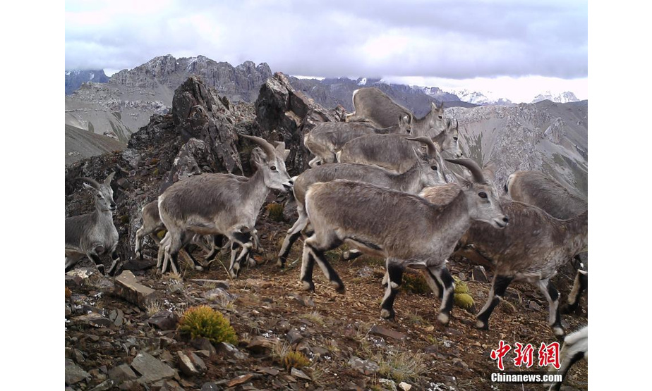 图为红外相机在三江源区域记录到的岩羊影像。山水自然保护中心 供图

