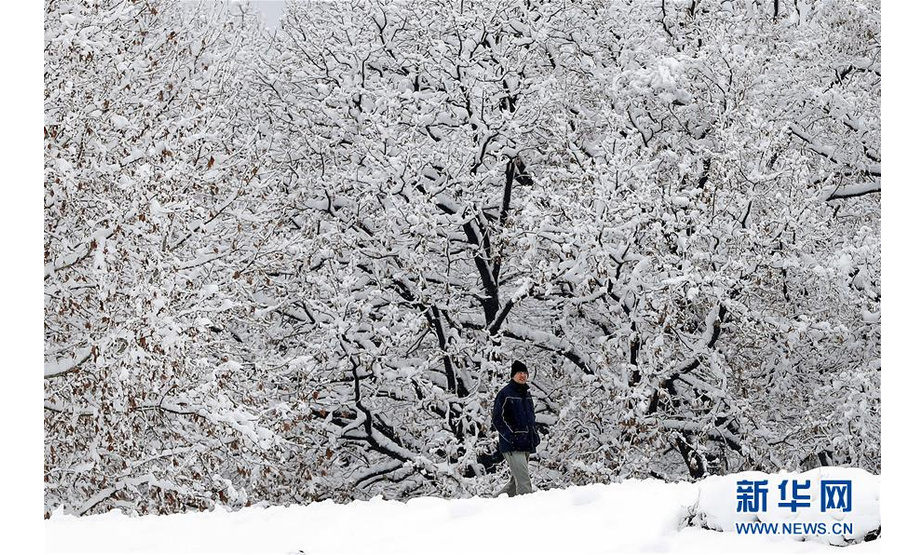 12月16日，在塞尔维亚贝尔格莱德，一名男子在积雪上行走。新华社发（米洛萨夫列维奇摄）