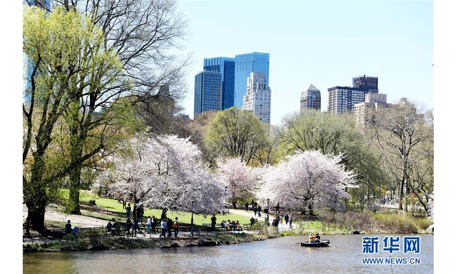 4月16日，人们在美国纽约中央公园的湖中泛舟。随着气温回暖，4月的纽约告别了漫长冬季，春花烂漫，生机盎然。 新华社记者韩芳摄