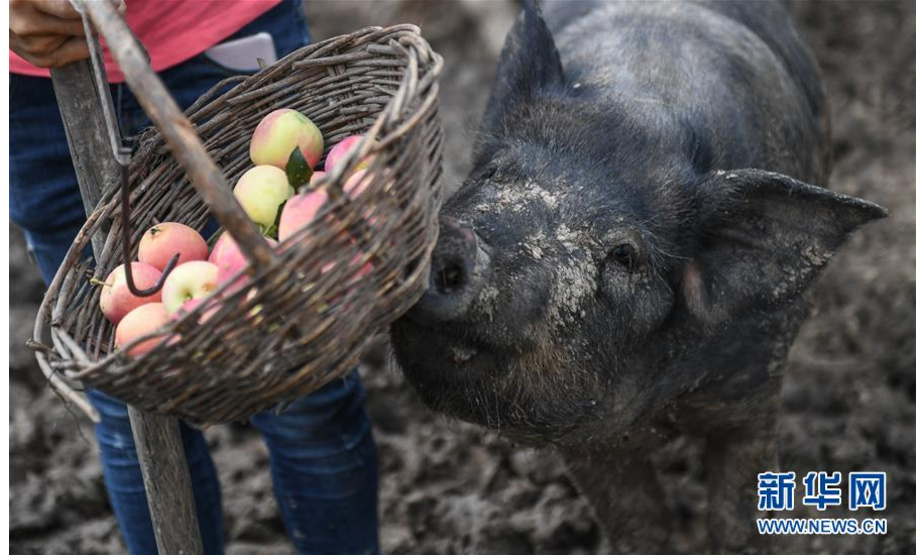 8月20日，康丹丹在接受采访时，一头水果香猪来抢食她篮子里的海棠果。新华社记者 王昊飞 摄